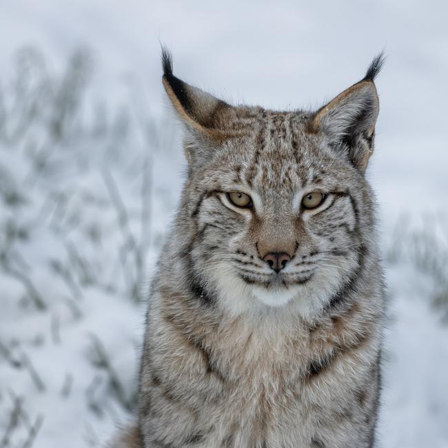 Two lynx have been spotted in the Scottish Highlands, in the same area where a pair of the wild cats were caught on Thursday. (stock image) Picture: Getty