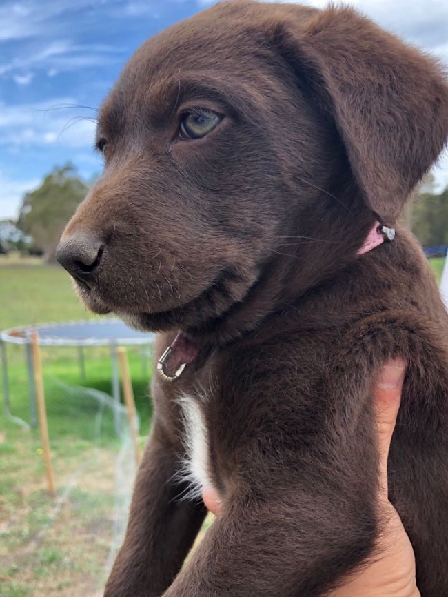 Marlo will be keeping Veterans Affairs Minister Darren Chester and his family company during the holidays. Picture: @DarrenChesterMP