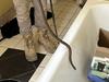 ‘Saw the tail sneak up’: Snake comes out in the wash