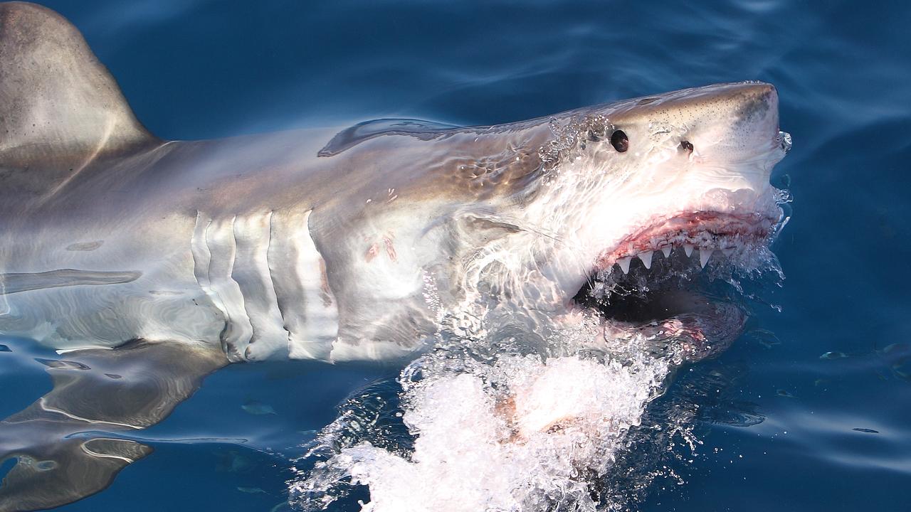 Shark attacks Australia: Unprovoked incidents on the rise after three