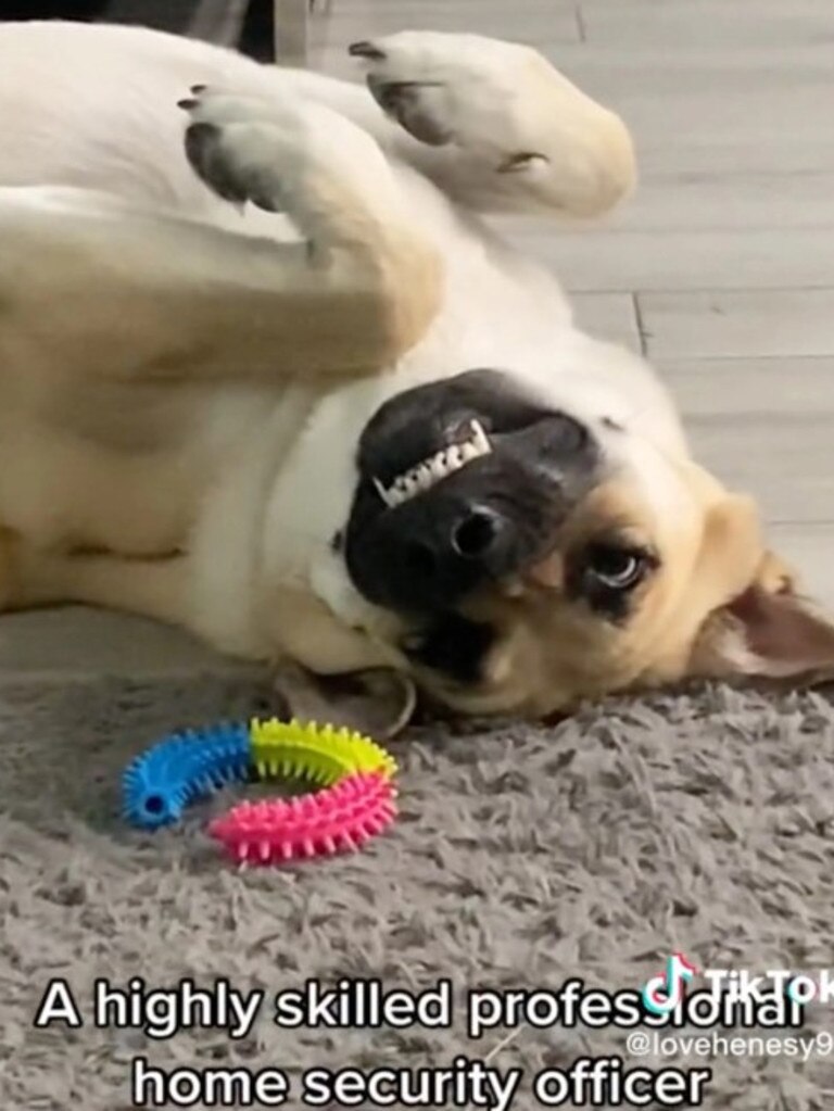 Tank’s owner posted footage of him in his usual state, playing with toys. Picture: TikTok.