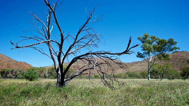 Introduced buffel grass, growing through an area in the APY Lands. Mr Vaughan said the grass’ fuel load were “very high” after three years of La Nina.