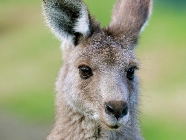 WENTWORTH COURIER/AAP.  Kangaroo inside Central Gardens in Merrylands. Merrylands, Monday 24 June, 2019. New sugar gliders now have a home in the newly built Nocturnal House inside Central Gardens. They will live alongside brush tail and ring tail possums. (AAP IMAGE / Angelo Velardo)