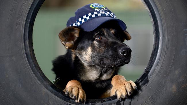 One of the new German shepherd police puppy recruits