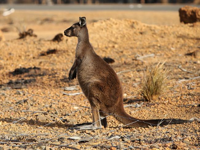 KANGAROO ISLAND, AUSTRALIA - JANUARY 12: A kangaroo is seen at the edge of the bushfire damaged Flinders Chase National Park on January 12, 2020 on Kangaroo Island, Australia. Over 100,000 sheep stock have been lost so far, along with countless wildlife and fauna since the devastating bushfires took hold on January 4th. The Country Fire Service (CFS) continues to battle a number of out-of-control blazes as road closures towards the Western side of the Island remain in place. Two people have lost their lives, 212,000 hectares of land has been burned and at least 56 homes were also destroyed. (Photo by Lisa Maree Williams/Getty Images)