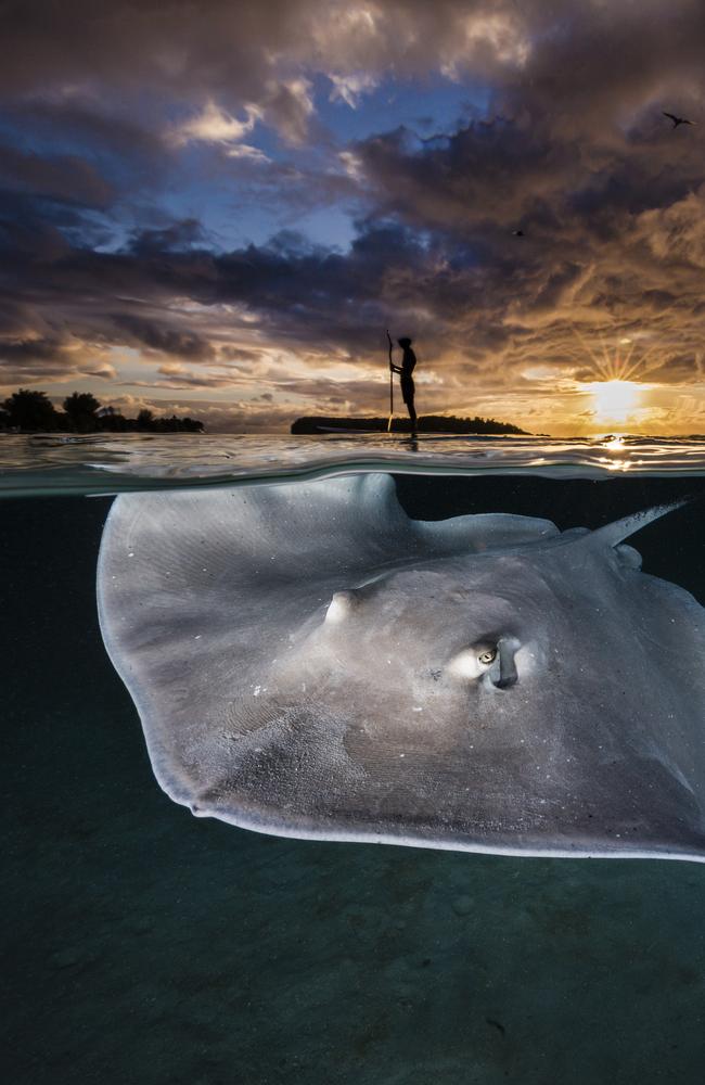 Renee Capazzola: Peaceful coexistence – a paddleboarder enjoys the sunset, while a stingray swims below the surface. Mo'orea, French Polynesia