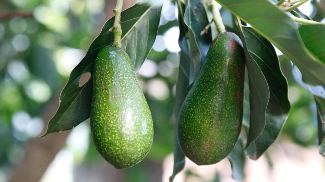 After a few years of sulking, my 'Wurtz' avocado finally delivered some tasty fruit this year.