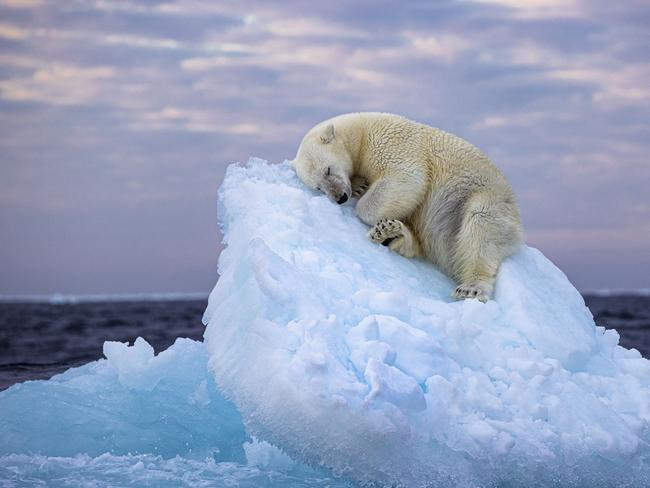 EMBARGO FOR DAILY TELEGRAPH UNTIL 11AM, WEDNESDAY 29 NOVEMBER. , , Must credit Photographer’s name / Wildlife Photographer of the Year., ,  ©Nima Sarikhani, Wildlife Photographer of the Year.Ice Bed by Nima Sarikhani, UKA polar bear carves out a bed from a small iceberg before drifting off to sleep in the far north, off Norway’s Svalbard archipelago.Having spent three days desperately searching for polar bears through thick fog in the far north off Norway’s Svalbard archipelago, the expedition vessel Nima was on decided to change course. It turned and headed to the southeast, where there was still some sea ice. Here they encountered a younger and an older male and watched the pair over the following eight hours. Just before midnight, the young male clambered onto a small iceberg and, using his strong paws, clawed away at it to carve out a bed for himself before drifting off to sleep.Location: Off Norway’s Svalbard archipelago, Norway.Technical details: Canon EOS-1D X Mark III + 70–200mm f2.8 lens at 200mm; 1/500 at f5; ISO 400