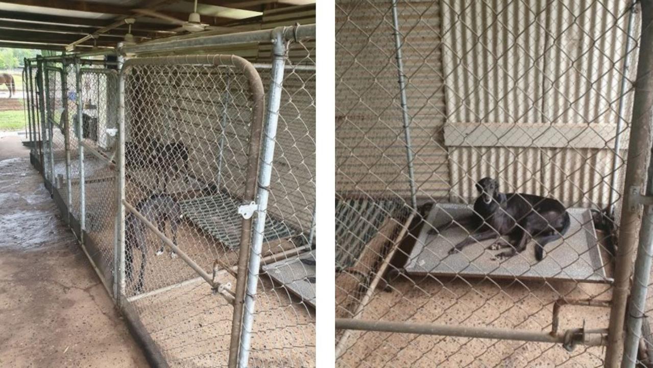 An NT investigation into the Darwin Greyhound Association in 2021 found a third of the dogs' kennels were non-compliant with minimum size requirements.