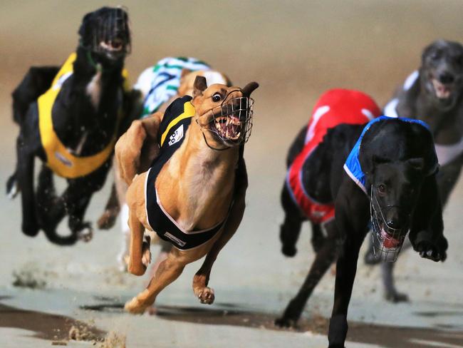 Derek Shepherd, right, wins race 3 from Droopy's Bay as Paul Ambrosoli calls the races at Dapto dogs in his final week as a race caller. pic mark evans