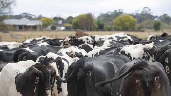 Dairy Producers Victoria held its first conference last week in a major step for the group. Picture: Zoe Phillips