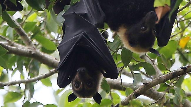 Bats settle at Murray St memorial | The Cairns Post