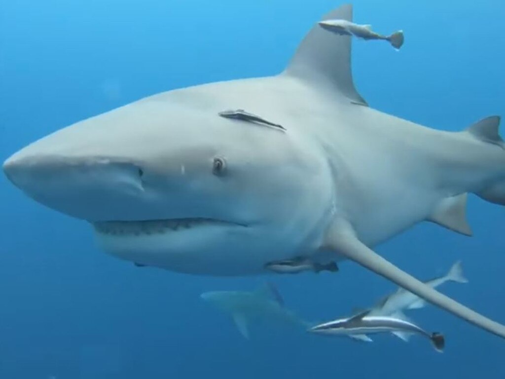 Bull sharks, along with tiger sharks, are responsible for almost every shark bite countrywide.