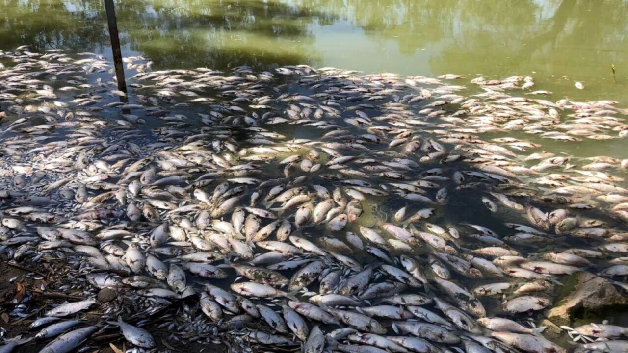 Menindee dead fish clean up set to begin on Wednesday