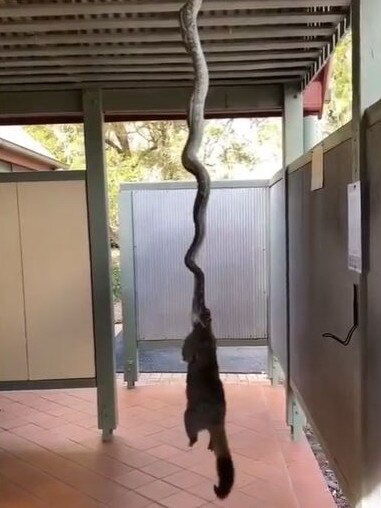 The python had the possum by the head. Picture: Twitter/Jason8V92TA