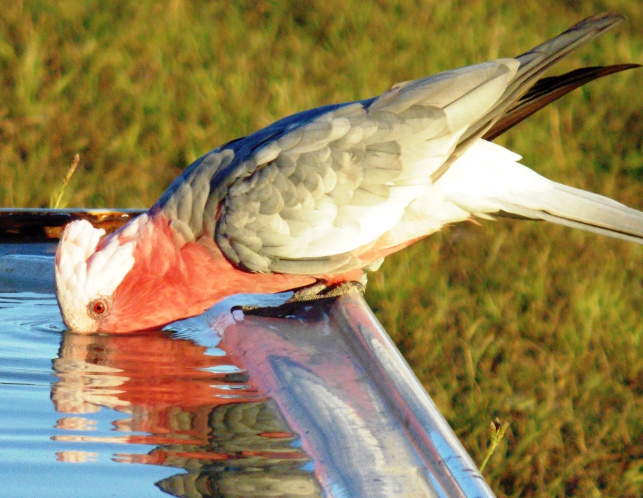 A file photo of a galah. 