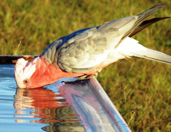 A file photo of a galah.