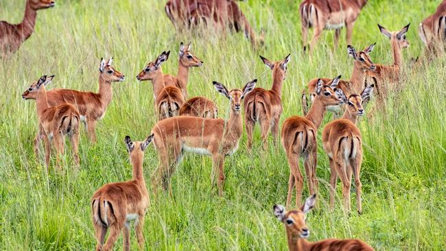 Kruger National Park, South Africa. Photography: Mark Goldstein