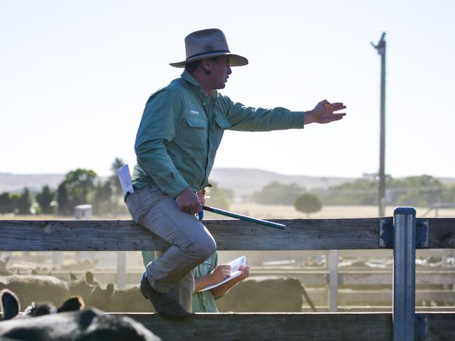 Landmark Casterton auctioneer Rick Smith calls bids at the Casterton weaner sale on Thursday.Photo: DANNIKA BONSER