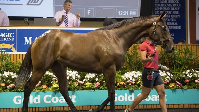 Lot 84 at the 2018 Magic Millions yearling sales, a filly by All Too Hard and out of Military Rose. Purchased by Gold Coast trainer Gillian Heinrich. Photo: Supplied.