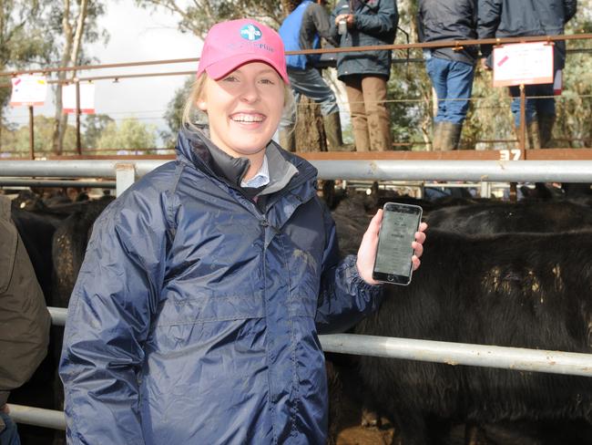 Myrtleford cattle sale was the first to be interfaced with Auctionsplus in Victoria. Emily Porter is a market operator with Auctionsplus and was down at Myrtleford to help with the sale. Picture: Fiona Myers