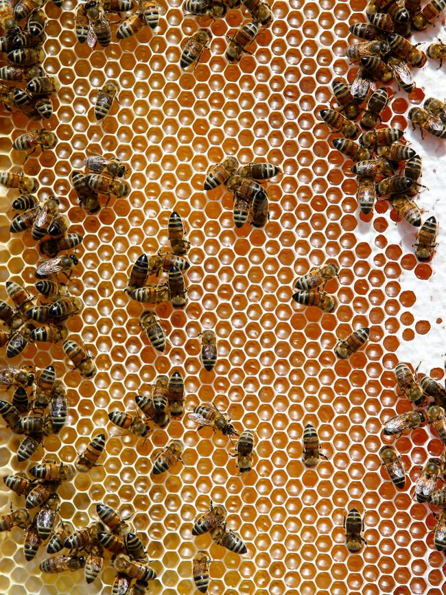 Producers left stores of honey in their hives this year to help supplement bee numbers as the bee ­larvae feed off the product.