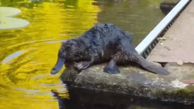 Platypus playing at the Salmon Ponds