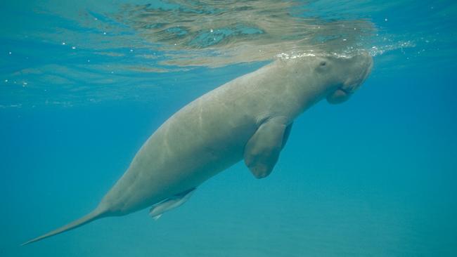 Mermaids in our Midst. Have you seen a dugong in Darwin Harbour? Dugongs (Dugong dugon) are shy, elusive marine mammals that spend their entire lives at sea. Their scientific family name Sirenia refers to the sirens of ancient Greek Mythology as they were often mistaken for mermaids by early European explorers. Dugongs have similar life spans to us, living to around 70 years of age. Dugongs don’t bear young until at least seven years old, and only then every 3-6 years. This makes dugongs vulnerable to impacts on their population. Dugongs depend almost entirely on sea grass for food and eat up to 55kg a day! Although Darwin is the only known location where they also graze on algae and other plants that grow on shallow rocky reefs. In the Top End we can see dugongs when out on Darwin Harbour, mostly around Channel Island and Elizabeth River estuary. Have you seen one lately? Visit www.sealife.org.au or www.facebook.com/topendsealife Picture: GBRMPA