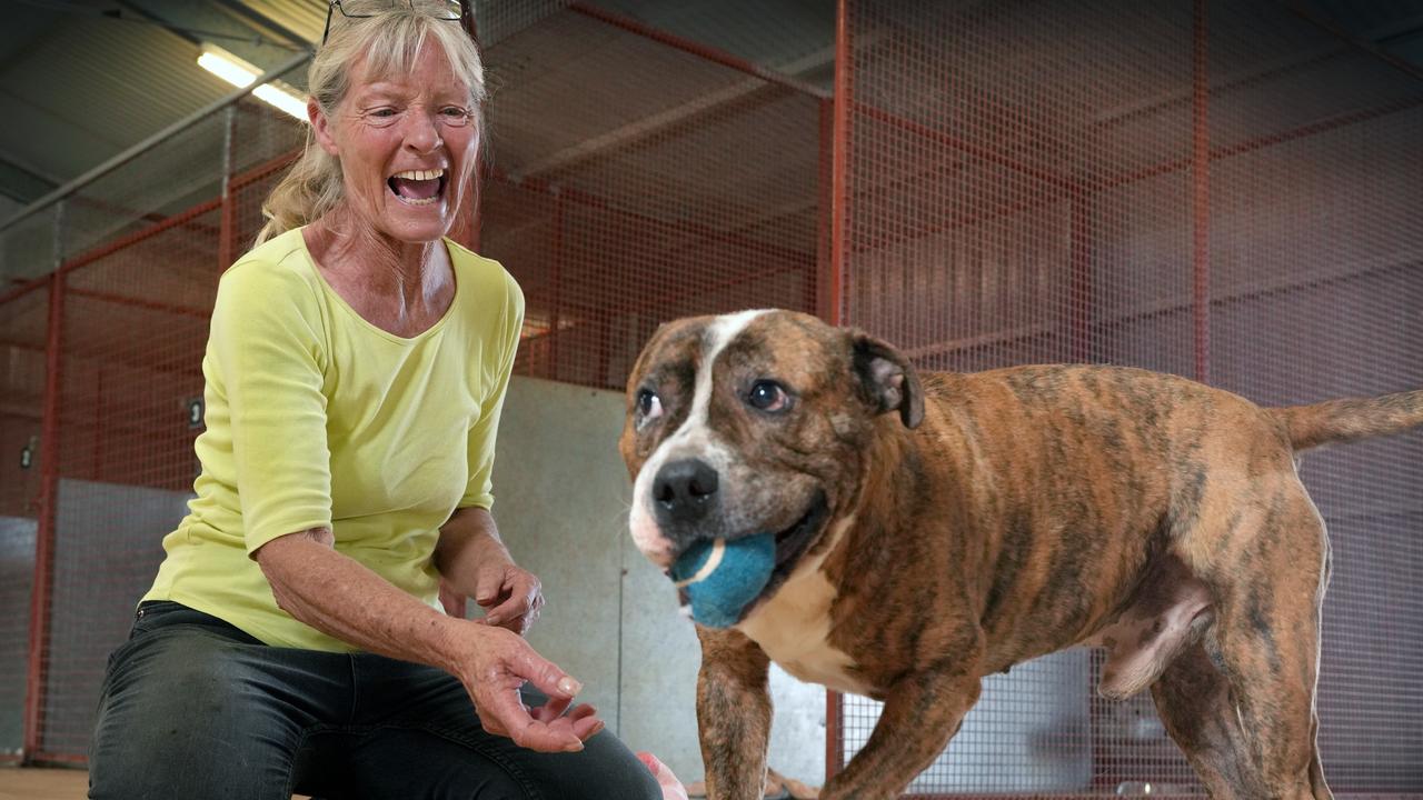 Dawn of the shed: The SA ‘gem’ who puts the ferals on a leash