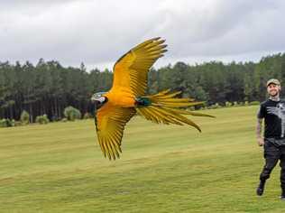 FREE: Tyson Evans has raised Mac the macaw from egg to free flight. Picture: Oakey & Crew