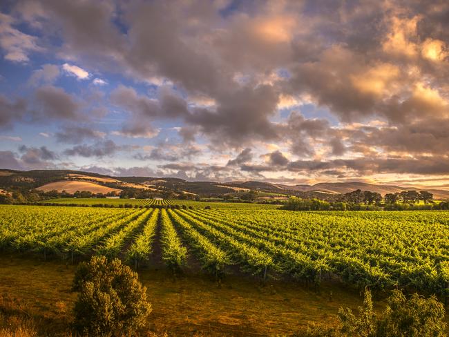 Early morning light as the sun rises over beautiful lush green vineyards