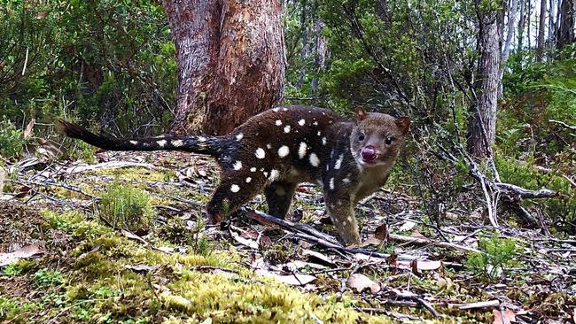 Spotted-tail quoll in a Tasmanian forest. Picture: David Hamilton