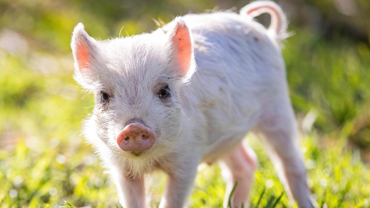 The Ig Nobel physiology prize went to Japanese and US researchers who discovered that mice, pigs and rats were capable of breathing through their bottoms in an emergency. Picture: Mark Stewart