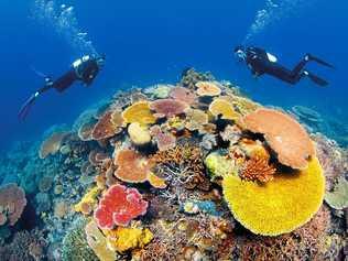 UNDER FIRE: MPs are calling for an independent reef body. Picture: Darren Jew/Tourism Tropical Nort