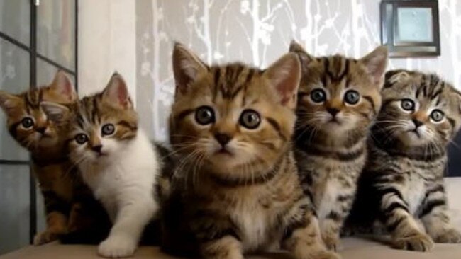 Watching cute kittens on YouTube is safer than listening to tin-foil-hat stuff.