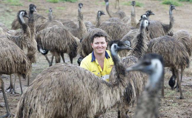 Try It Emu Farm manager Brendon Schmidt with 15-month-old emus that could soon be a tasty part of dinner. Picture: Sarah Harvey