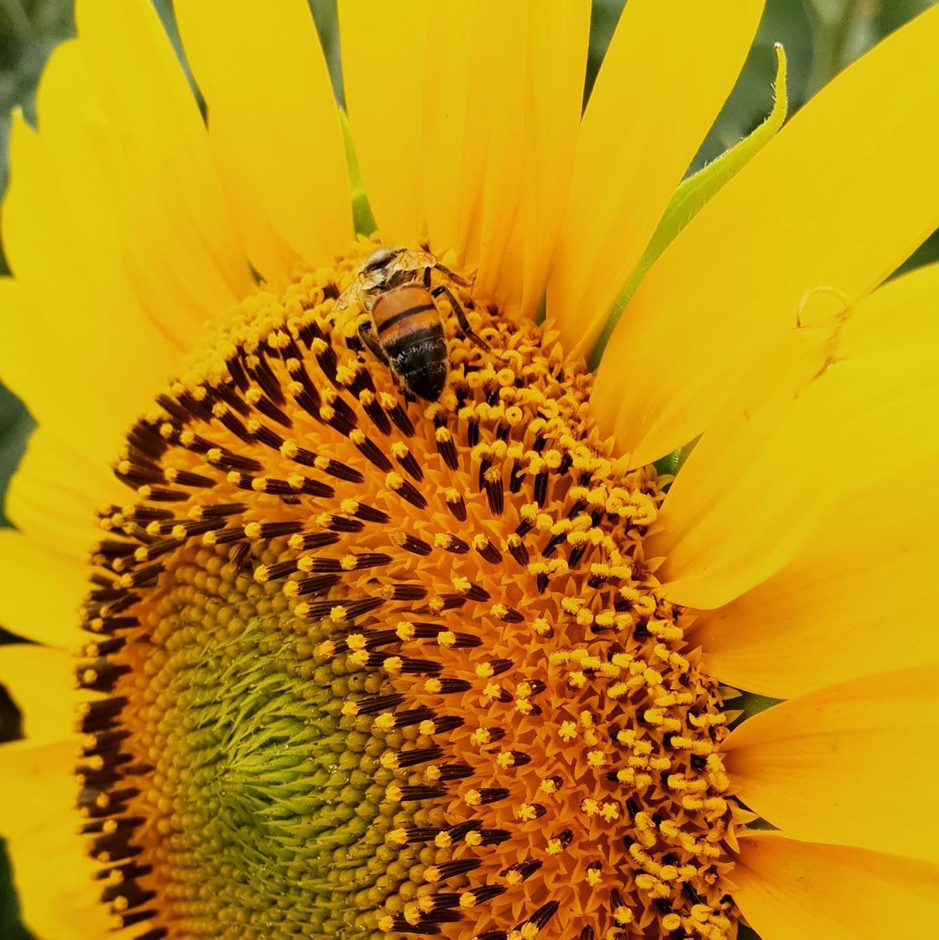 Sunflower fields Toowoomba The Chronicle