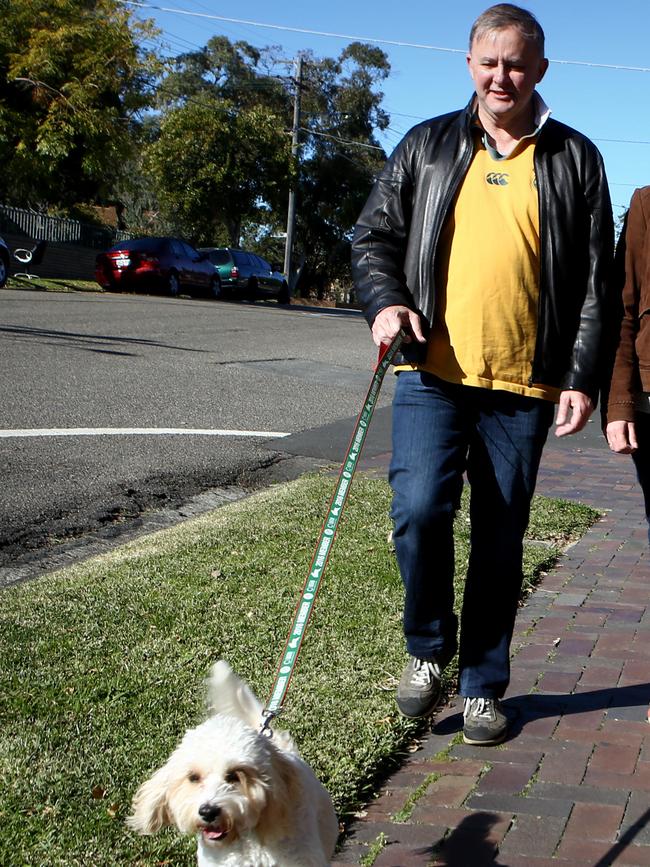 Anthony Albanese with his pooch Toto. Picture: Chris Pavlich