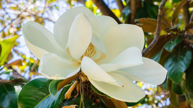 Magnolia grandiflora.