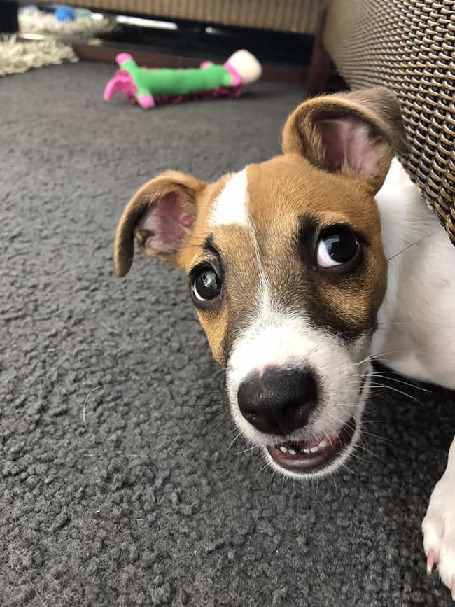 This is Rocket from Broadbeach Waters. Absolutely lives up to his name, loves to zoom around the park looking for new friends. He is always on the lookout to get into mischief. But when he finally settles down, he is the most loving and cuddly little boy.