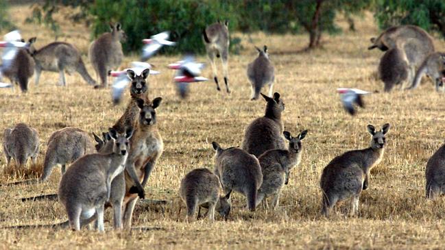 Kangaroo culling is controlled and only conducted when there is a real need to do so.