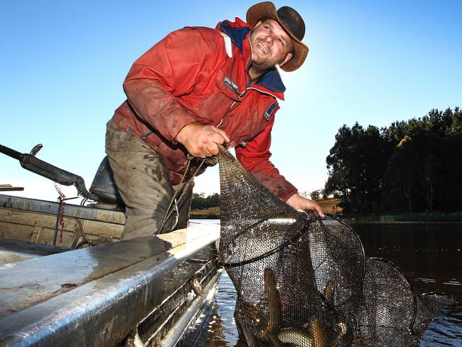 Commercial Eel Fisher Brad Finlayson of Tasmanian Eel Exporters harvests eels at Moriarty