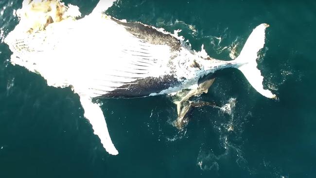 At least three tiger sharks were captured eating a dead humpback. Picture: NSW Department of Primary Industries