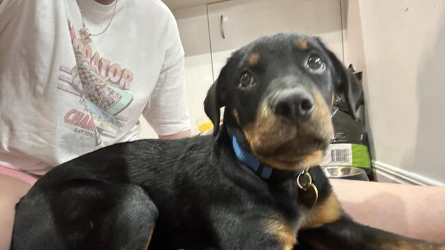 Ramsey: Lisa Thompson's 5 month old Rottweiler