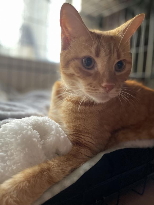 Two-year-old cat Milo will have a long road to recovery after contracting melioidosis, a bacteria-borne disease found in soil which can be fatal for domestic pets. Photo: Supplied.
