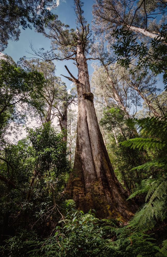 A tree in the proposed area for a Great Forest National Park. Photo: Sarah Rees