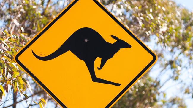 Two Kangaroos have died and one seriously injured after what’s believed to be an attack in Muswellbrook. Istock