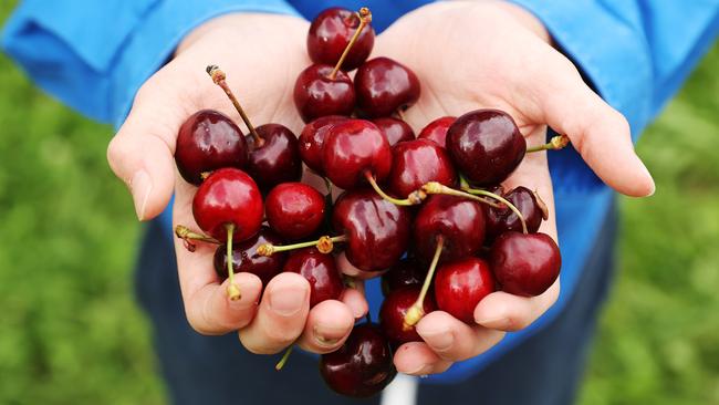 The love of cherries is almost equal across each state and territory, a Coles survey of 7500 customers has found, but NSW edged ahead. Picture: Tara Croser.