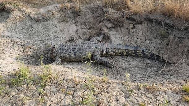 A decapitated croc was found in a dry creek bed near Karumba last week. Picture: North West Star