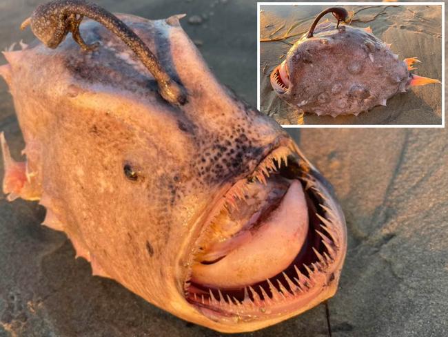 Pacific Footballfish washed up on a San Diego beach. Picture: Jay Beiler via Storyful